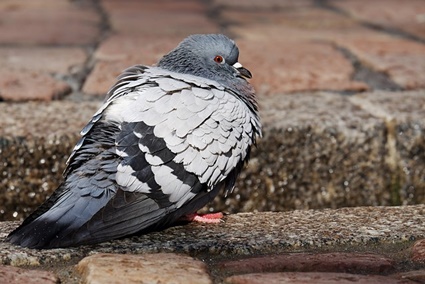 Les Pigeons Sont Ils Plus Intelligents Que Les Perroquets Tout