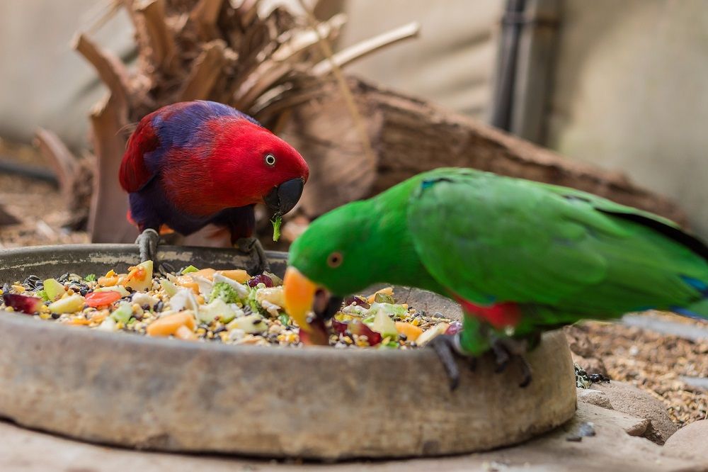 Can Eclectus Parrots Eat Alfalfa Sprouts