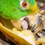 can parrots eat bananas?