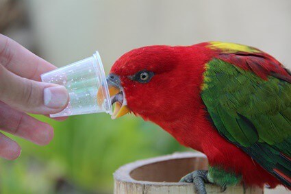 le miel est-il bon pour les perroquets ?