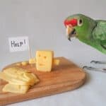 le fromage est-il mauvais pour les perroquets ?