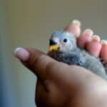 guide de soins pour bébé perroquet