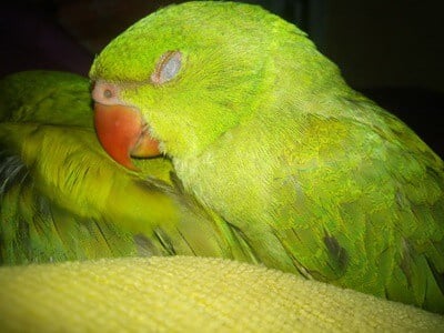 les perroquets dorment-ils les yeux ouverts ?