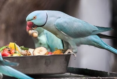 protein-rich-food-for-parrots.jpg