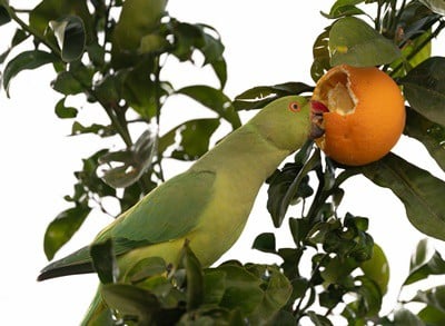 les perroquets aiment-ils les oranges ?