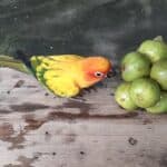 nourrir les perroquets aux agrumes