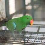 pourquoi les perroquets mangent-ils leurs excréments?