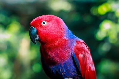 Perroquet Eclectus