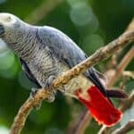 Les perroquets gris africains sont-ils difficiles à entretenir?