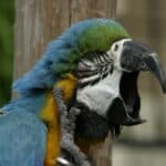 what makes parrots yawn?