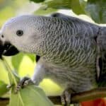quel est le prix d'un perroquet gris d'afrique ?