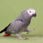 Langage corporel du perroquet gris d'Afrique