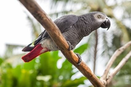 quelle est la fonction du syrinx chez les oiseaux ?