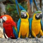 les perroquets sont-ils classés comme des oiseaux ou des animaux?