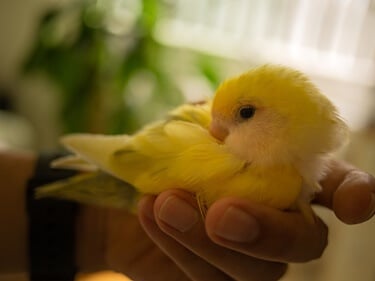 bébé perroquet dort toujours