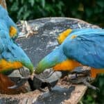 Pourquoi les perroquets tapent-ils sur leur bec ?