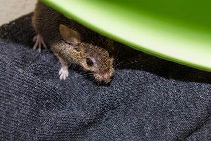 les perroquets peuvent-ils tomber malades à cause des souris ?