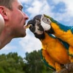 les perroquets sont-ils dangereux pour l'homme ?