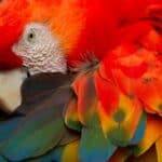 pourquoi les perroquets sont-ils colorés