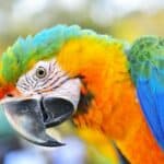 traitement acariens perroquets
