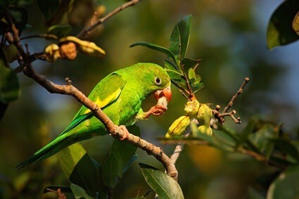 how parrots feed and digest food