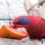 les perroquets peuvent-ils manger de la papaye ?