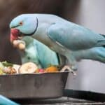 nourriture riche en protéines pour perroquets