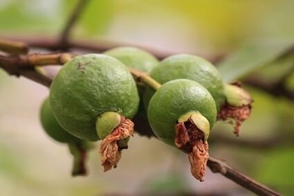 les perroquets peuvent-ils manger des graines de goyave ?