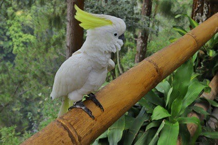 les perroquets peuvent-ils manger du bambou ?