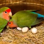 pourquoi les perroquets détruisent leurs œufs ?