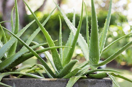 les perroquets peuvent-ils manger de l'aloe vera ?