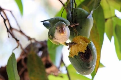 nourrir les perroquets à la mangue