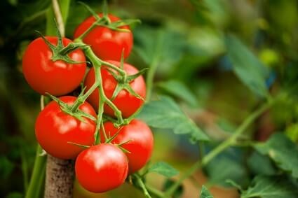 les tomates sont-elles mauvaises pour les perroquets ?