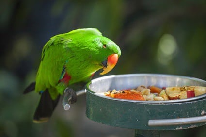 foods that are toxic for parrots