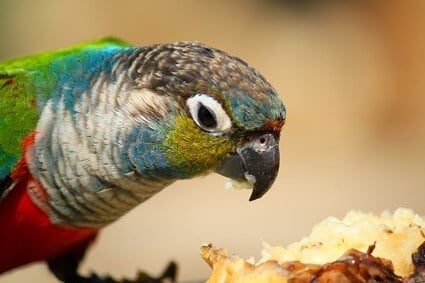 nourrir les perroquets avec des bananes