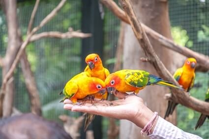 how do birds show affection to humans?