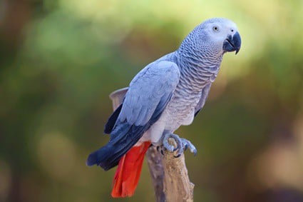 parrot vocalization