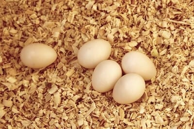 les perroquets peuvent-ils pondre des œufs sans s'accoupler ?