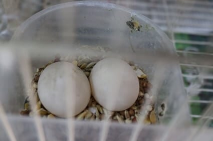 pourquoi les perroquets cassent-ils leurs propres œufs ?