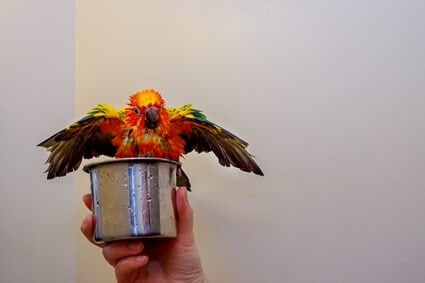 peut-on laver les perroquets avec du savon ?