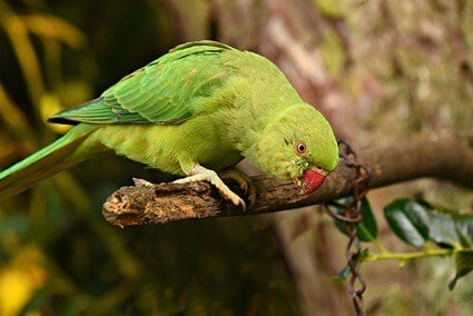 signs of aging in parrots