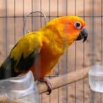 Quel est le meilleur endroit pour mettre une cage à perroquets ?