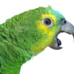 Pourquoi les perroquets crient-ils autant ?