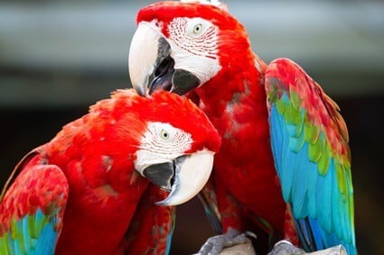 les perroquets se reproduisent-ils sexuellement ou asexuellement ?