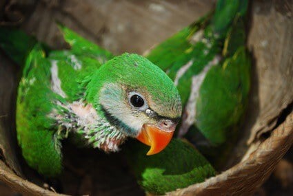 baby parrot not eating food