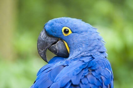 good blue parrot names