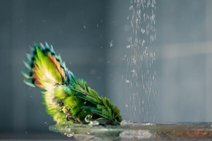 perroquet frissonnant après le bain