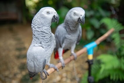 can african grey parrots be kept outside?