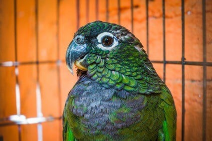 are pionus parrots good for beginners?
