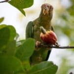 are cashews safe for parrots?